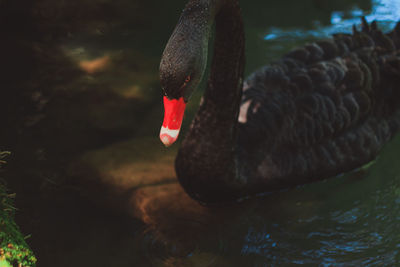 Close-up of swan swimming in lake