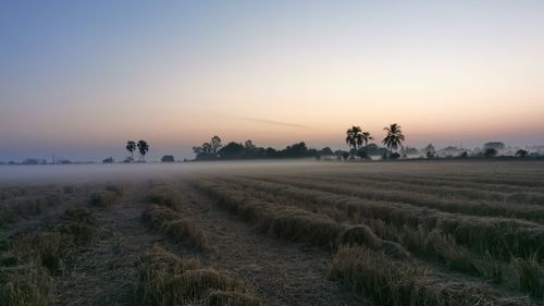 Scenic view of agricultural field against sky during sunset