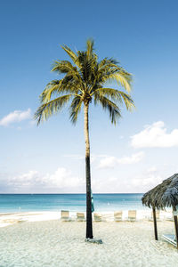 Palm tree by sea against sky