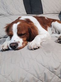 High angle view of dog sleeping on bed at home