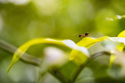 Close-up of insect on flower