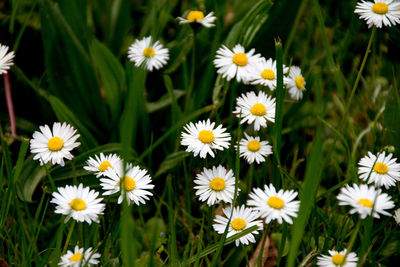 White daisies blooming on field