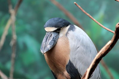 Close-up of bird perching on branch