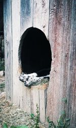 Abandoned wooden plank