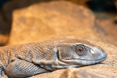 Close up portrait of a savannah monitor in captivity