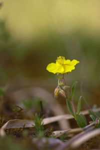 Close-up of yellow flowering plant on field