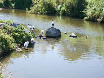 Ducks floating on lake