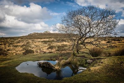 Bare tree on field by lake against sky