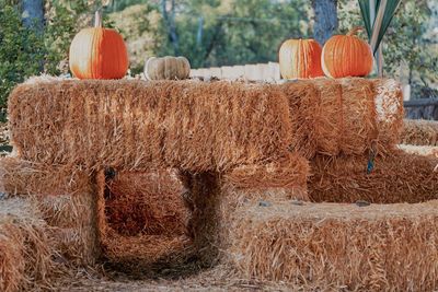 View of pumpkins in farm