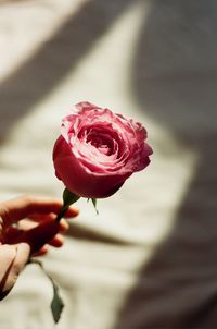 Close-up of hand holding rose