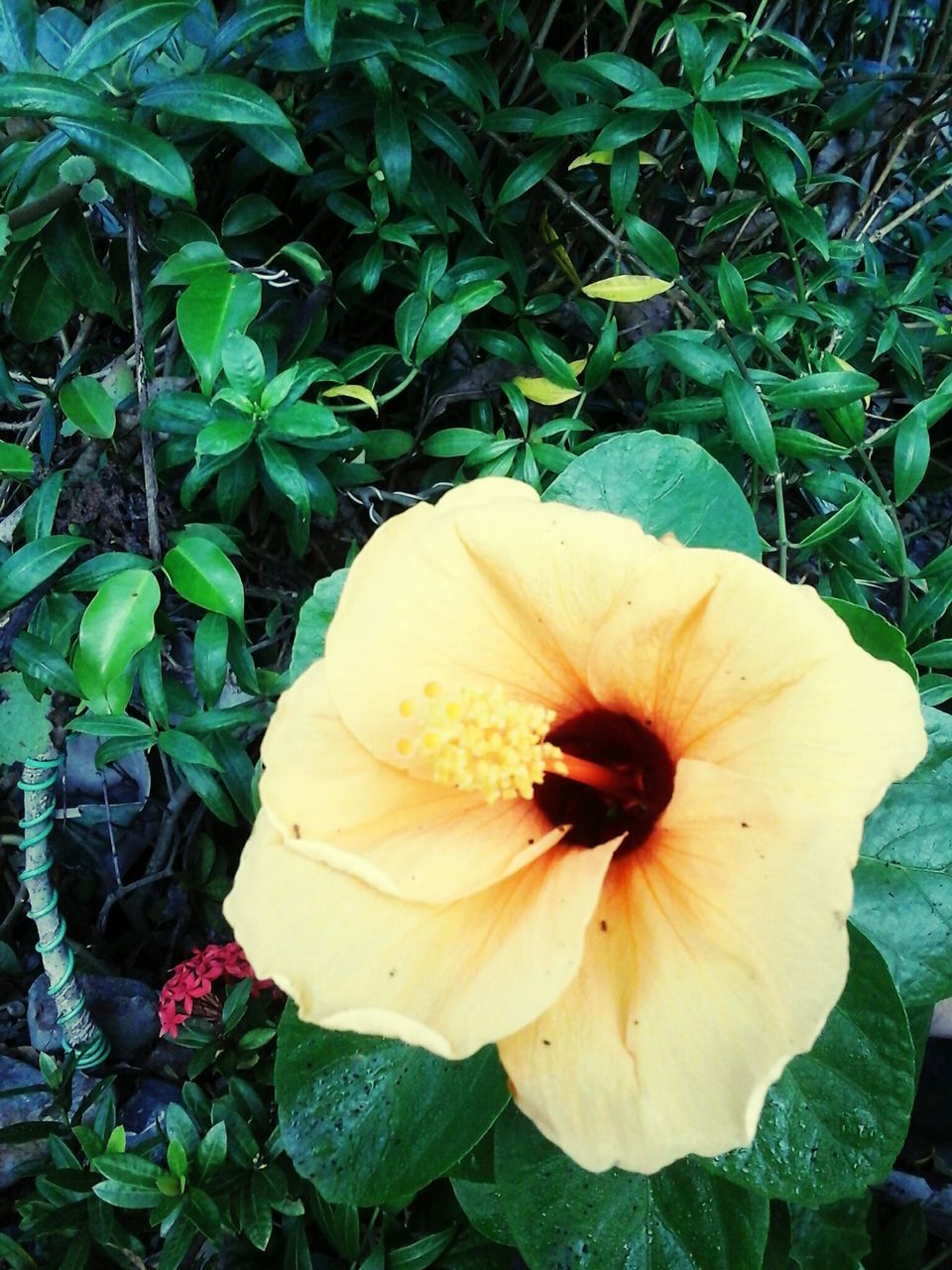 flower, petal, flower head, freshness, fragility, growth, beauty in nature, single flower, nature, high angle view, leaf, close-up, plant, blooming, stamen, in bloom, pollen, hibiscus, blossom, white color