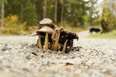 Close-up of mushroom on field