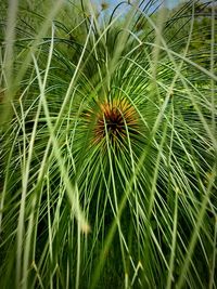 Close-up of flower plant