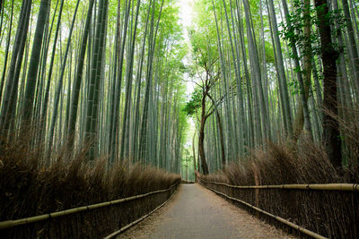 Footpath amidst trees in forest