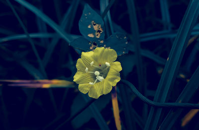 Close-up of yellow flowering plant