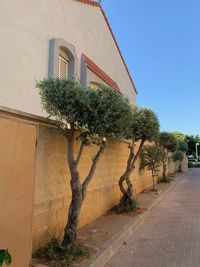 Plants growing by building against sky