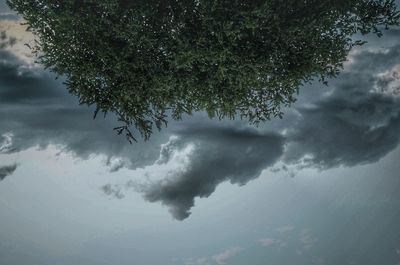 Low angle view of trees against sky