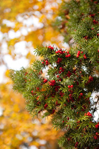 Close-up of christmas tree