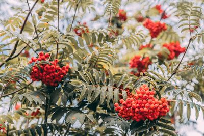 Low angle view of red berries growing on tree