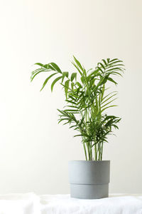 Green house plant hamedorea in a pot. copy space.