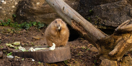 Prairie dog eating