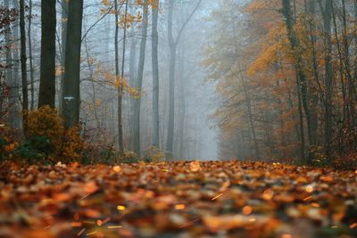 Surface level of trees in forest during autumn