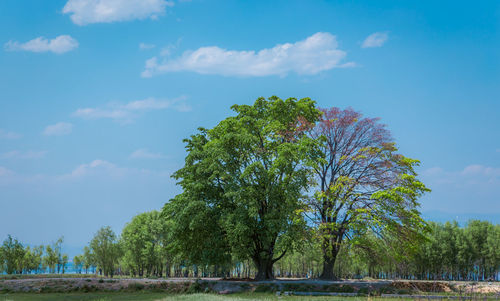 Trees on landscape against blue sky