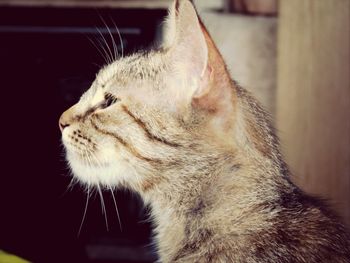 Close-up of cat looking away at home