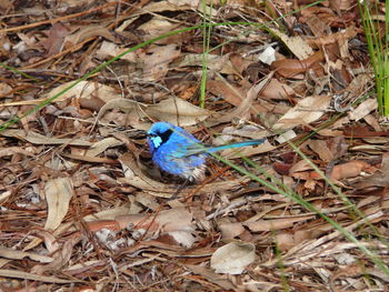 High angle view of blue bird