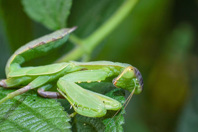 Close-up of insect on leaf