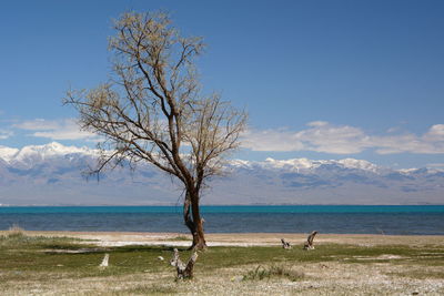 Bare tree on beach against sky