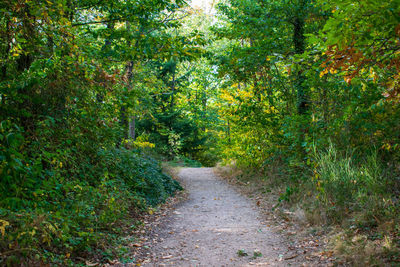 Road amidst trees in forest