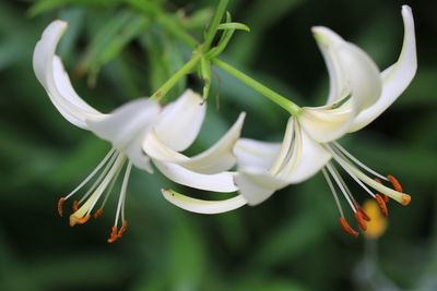 Close-up of white flowering plant