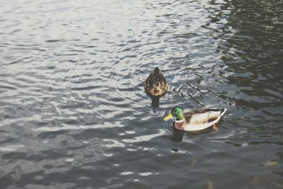 High angle view of duck swimming in lake