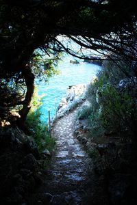 Empty footpath amidst trees in forest