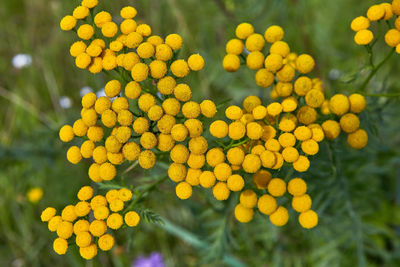 Close-up of yellow flowering plant