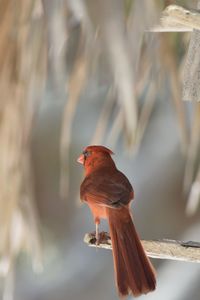 Close-up of bird perching on wood