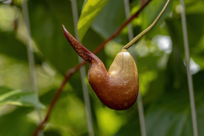 Close-up of fruit on plant