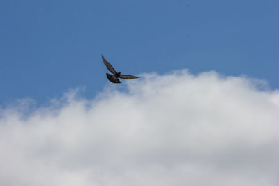 Low angle view of airplane flying in sky