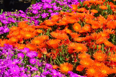 Full frame shot of flowering plants