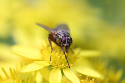 Close-up of bee pollinating on yellow flower