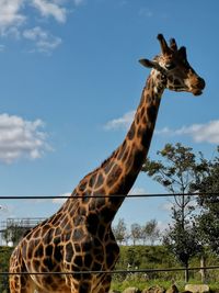 View of giraffe against sky