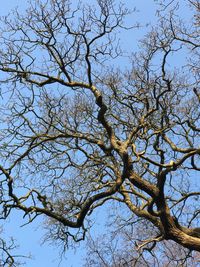 Low angle view of tree against clear sky