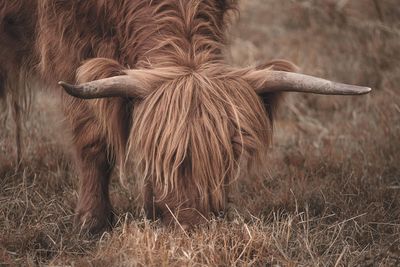 Close-up of horned animal