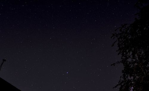 Low angle view of trees against sky at night