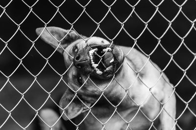 Close-up of horse seen through chainlink fence