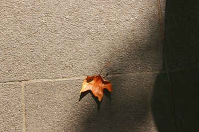 High angle view of maple leaf on footpath