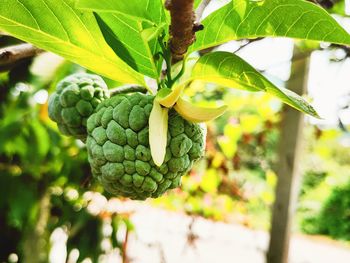 Close-up of fruits growing on tree