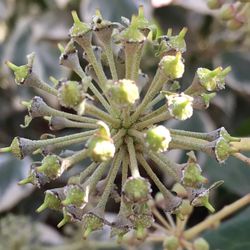 Close-up of flowering plant