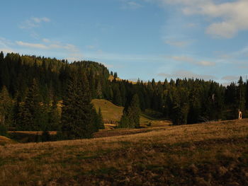 Trees in forest against sky